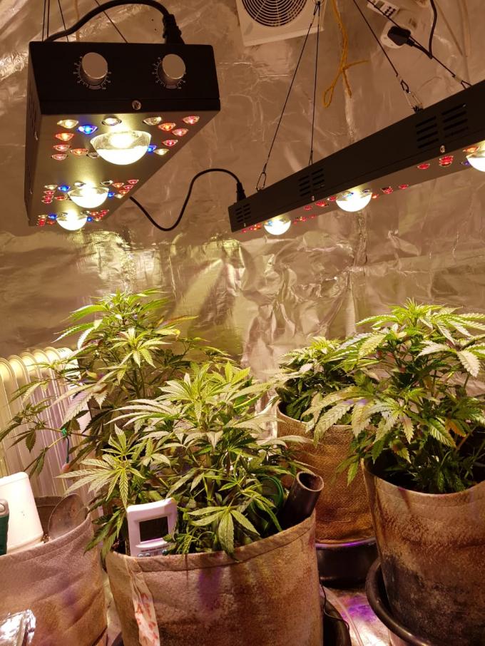 Dimmable COB LED Grow light 300W / Gardening timmer system CREE CXB 3590COB