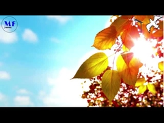 Pigeon 1 Solar street light