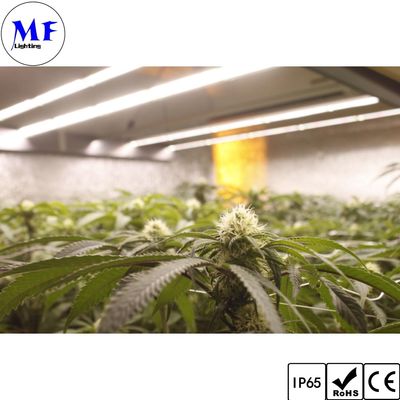 LED Plant Grow Light 5years Warranty IP65 Waterproof 250W 500W 750W 1000W Full Spectrum UV IR With Manual Controller